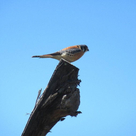 Meet your Posher, Posh - Picture 1 of 1